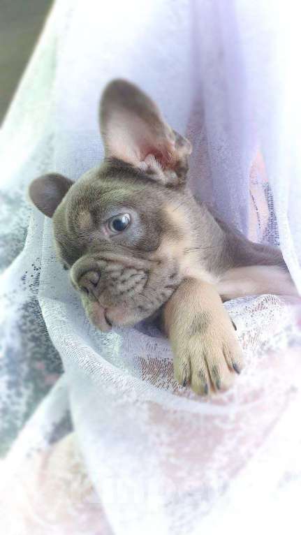 Собаки в Москве: Щенки французского бульдога лилак тан Мальчик, 80 000 руб. - фото 5
