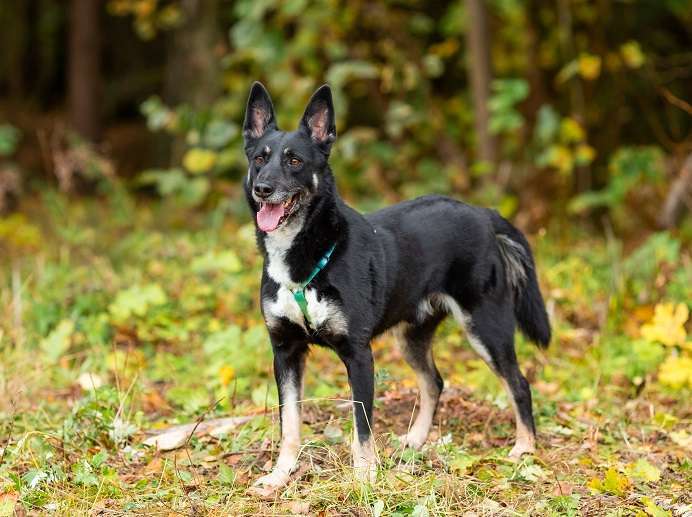 Собаки в Москве: Ампер Мальчик, Бесплатно - фото 2