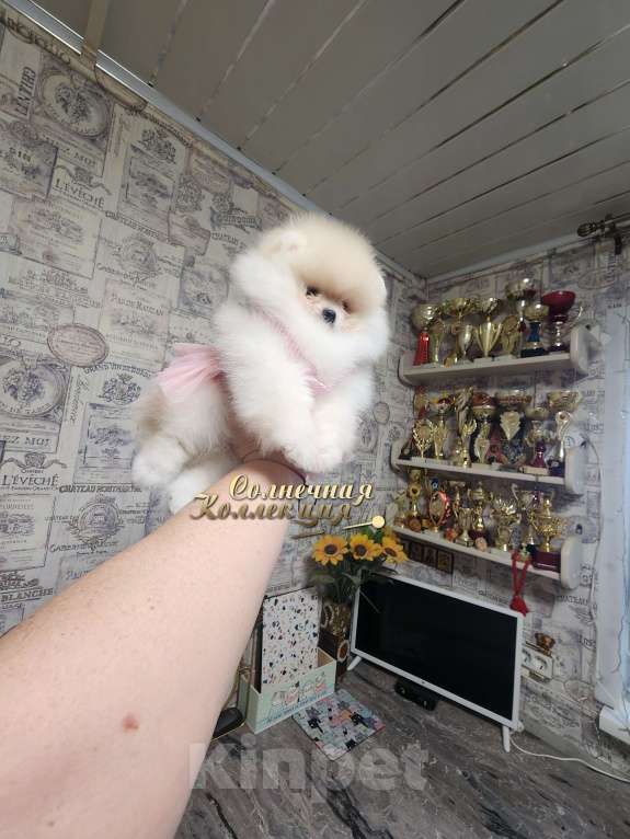 Собаки в Москве: Супер меховая девочка померанского шпица медвежонок Девочка, Бесплатно - фото 2