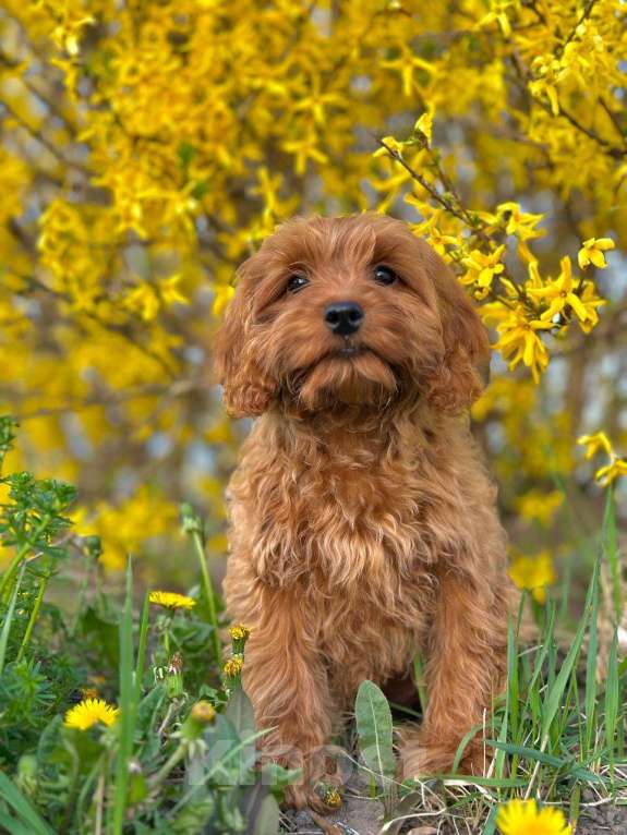 Собаки в Калининграде: Кокапу девочка  Девочка, 95 000 руб. - фото 3