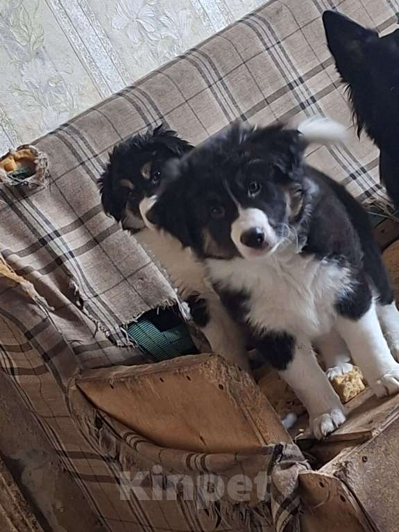 Собаки в Ногинске: Малыш  Мальчик, Бесплатно - фото 2