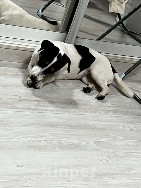 Собаки в Долгопрудном: Продам Джек Рассел терьера Девочка, 8 000 руб. - фото 3