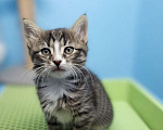 Кошки в Санкт-Петербурге: Котята 1,5 мс. Мальчики Мальчик, Бесплатно - фото 1