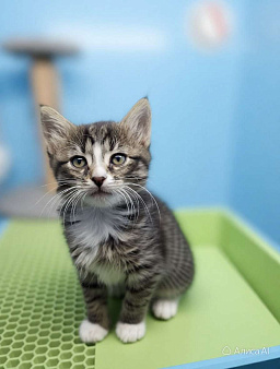 Котята 1,5 мс. Мальчики