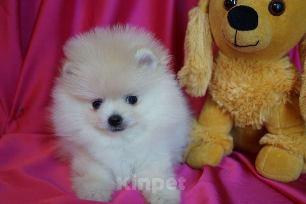 Собаки в Москве: Пушистое счастье- мини мальчик Мальчик, 30 000 руб. - фото 4