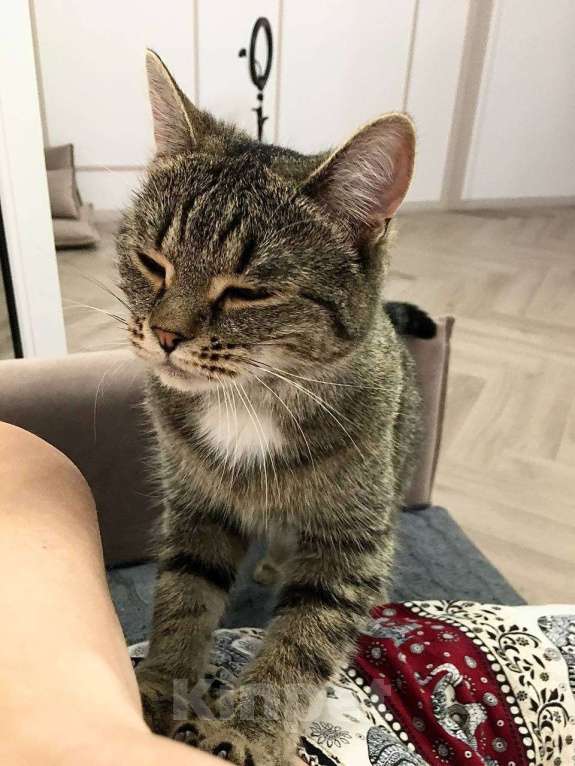 Кошки в Тюмени: Ищу любящих хозяев для ласковой кошечки  Девочка, Бесплатно - фото 10