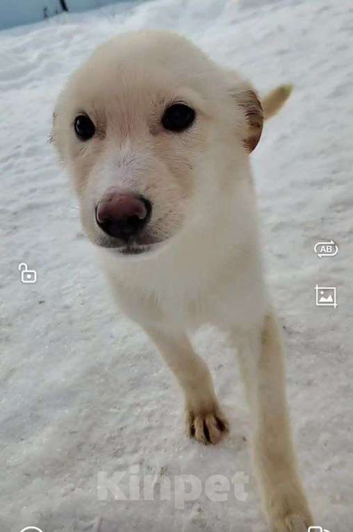 Собаки в Наро-Фоминске: Герцог якутенок команды ппбж Якутска Мальчик, Бесплатно - фото 5