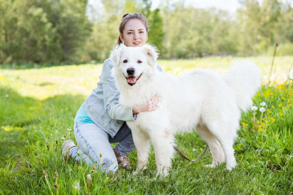 Собаки в Москве: Красивый ласковый парень в дар Мальчик, Бесплатно - фото 4