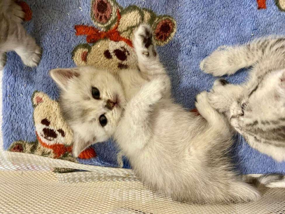 Кошки в Краснодаре: Шотландские малыши  Мальчик, 10 000 руб. - фото 3