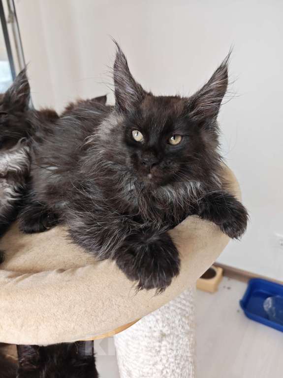 Кошки в Павловском Посаде: Мейн-кун мальчик 2 месяца Мальчик, 37 000 руб. - фото 2