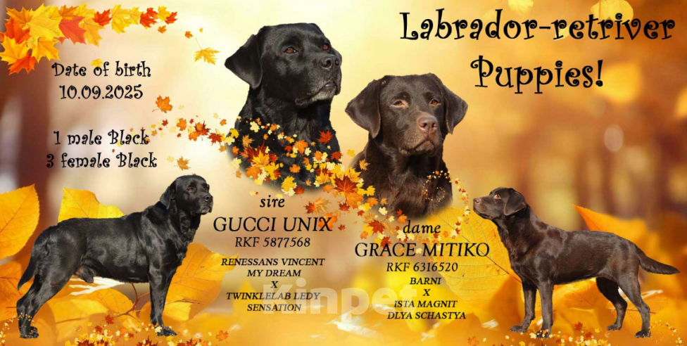 Кошки в Санкт-Петербурге: Котята курильского бобтейла  Девочка, 25 000 руб. - фото 3