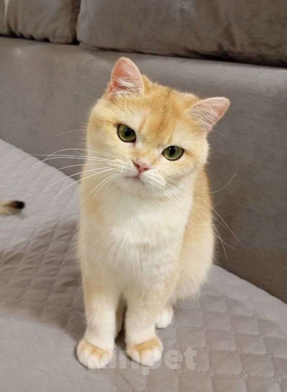 Кошки в Москве: Британская девочка Девочка, 45 000 руб. - фото 1