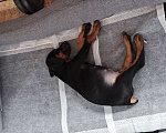 Собаки в Санкт-Петербурге: Щенок добермана. 2,5 месяца. Болен лишаем, на мордочке пара пятен. Мальчик, Бесплатно - фото 2
