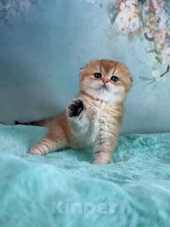 Кошки в Саранске: Вислоухая девочка золотая шиншилла Девочка, 50 000 руб. - фото 1