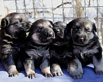 Собаки в Красном Севшем: Щенки ВЕО Мальчик, 45 000 руб. - фото 4