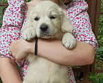 Собаки в Краснодаре: Золотистый ретривер щенок Мальчик, 45 000 руб. - фото 4