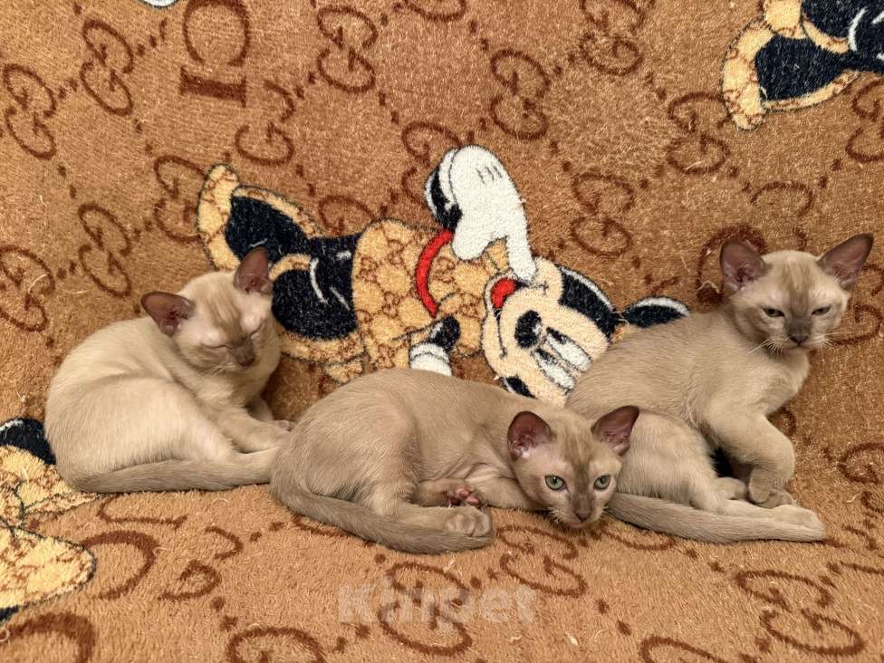 Кошки в Санкт-Петербурге: Бурманский котенок ( шоколад ) Мальчик, 33 000 руб. - фото 8