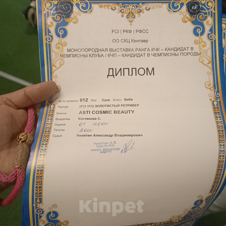 Собаки в других городах Ленинградской области: Девочка золотистого ретривера Девочка, 110 000 руб. - фото 8