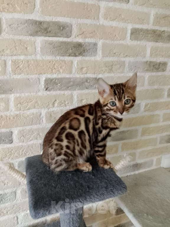 Кошки в Москве: Бенгальские котята Мальчик, 15 000 руб. - фото 3