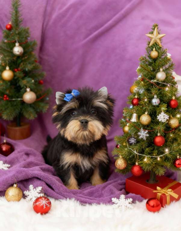 Собаки в Москве: Щенок йорка мальчик стандарт  Мальчик, Бесплатно - фото 1