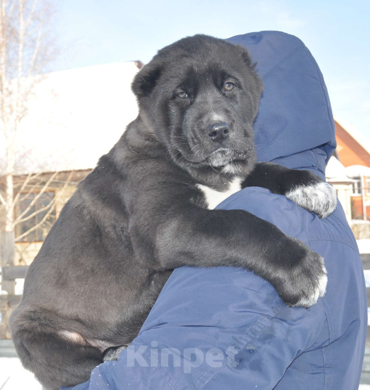 Собаки в Новосибирске: Щенок алабая (среднеазиатской овчарки) Девочка, Бесплатно - фото 2