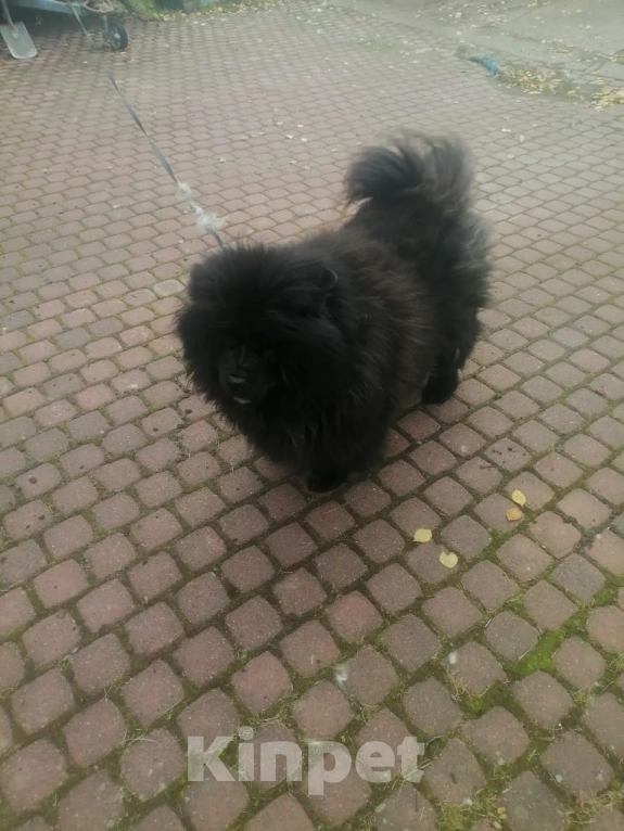 Собаки в Санкт-Петербурге: В добрые руки Девочка, Бесплатно - фото 6