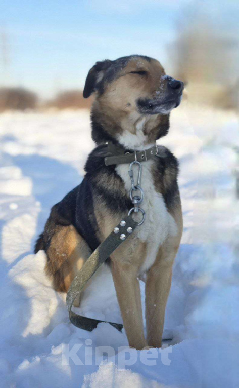Собаки в Королеве: Знакомьтесь, Линч! Мальчик, Бесплатно - фото 10