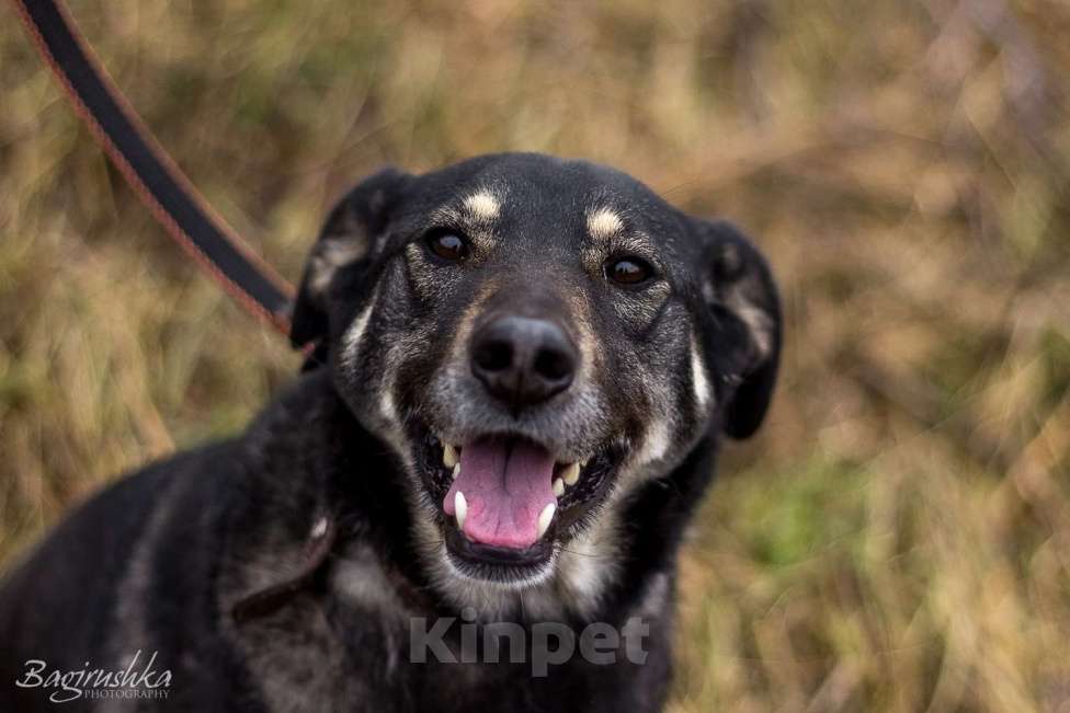 Собаки в Москве: Табити Девочка, Бесплатно - фото 9