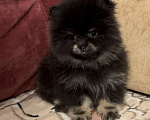 Собаки в Санкт-Петербурге: Померанский шпиц мальчики мини Мальчик, 40 000 руб. - фото 1