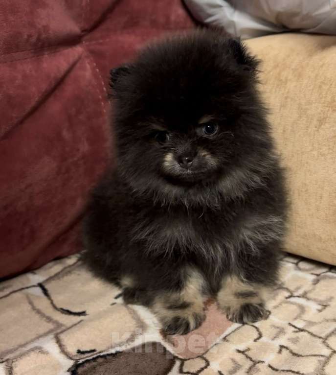 Собаки в Санкт-Петербурге: Померанский шпиц мальчики мини Мальчик, 40 000 руб. - фото 1