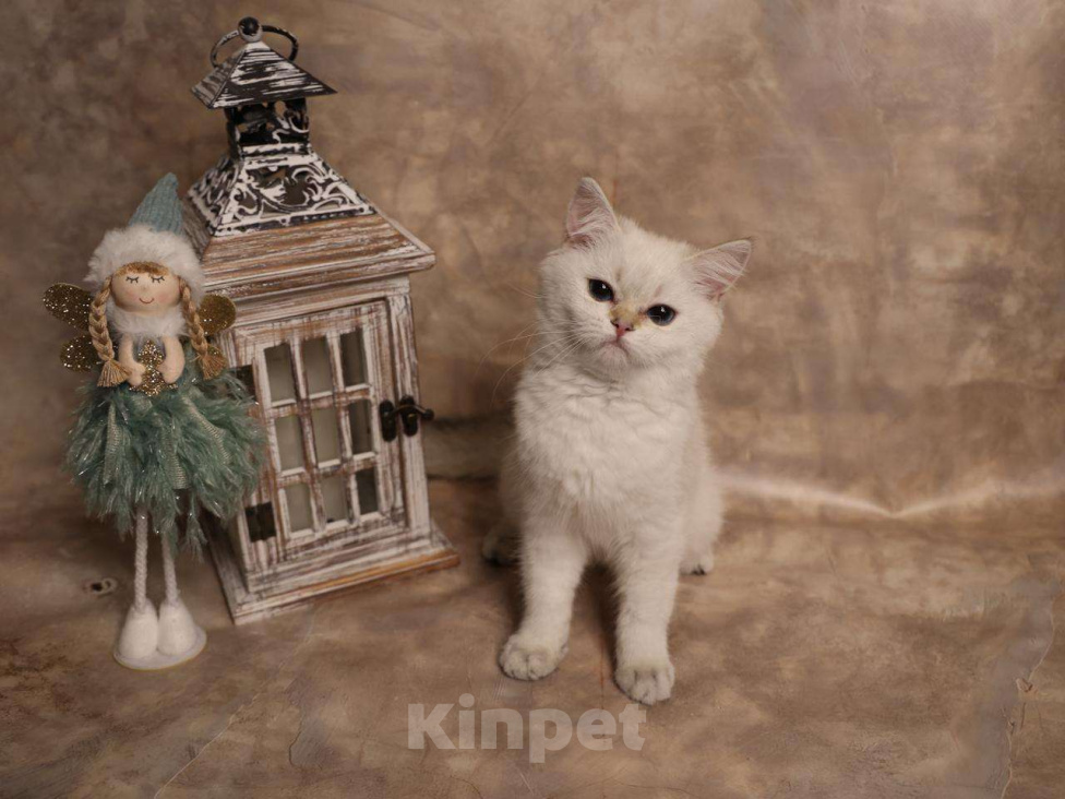 Кошки в Москве: Шотландский вислоухий короткошёрстный котёнок Мальчик, 50 000 руб. - фото 3