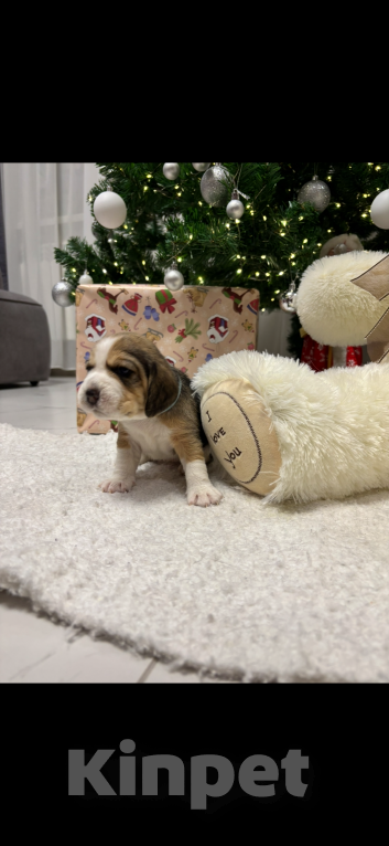 Собаки в Белгороде:  Бигль 04.01.2025 г.р девочка Девочка, 30 000 руб. - фото 6