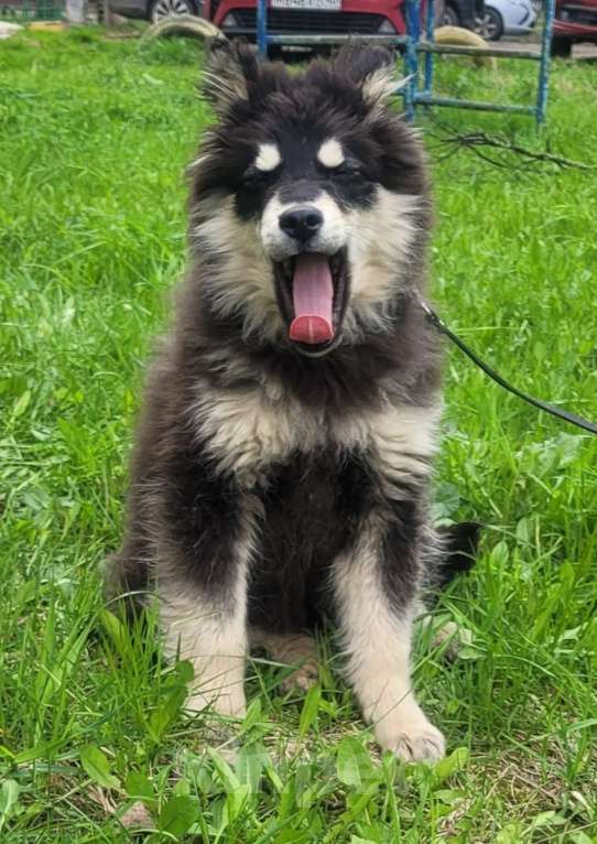 Собаки в Москве: Щенок 6 месяцев Бентли в добрые руки Мальчик, Бесплатно - фото 3