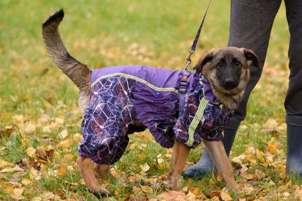 Собаки в Москве: Баффи Девочка, Бесплатно - фото 4