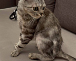 Кошки в Москве: Кошка Шани Девочка, Бесплатно - фото 1