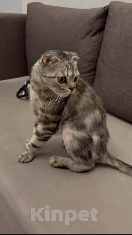 Кошки в Москве: Кошка Шани Девочка, Бесплатно - фото 1