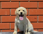 Собаки в Туле: Щенок Лабрадора Девочка, Бесплатно - фото 1
