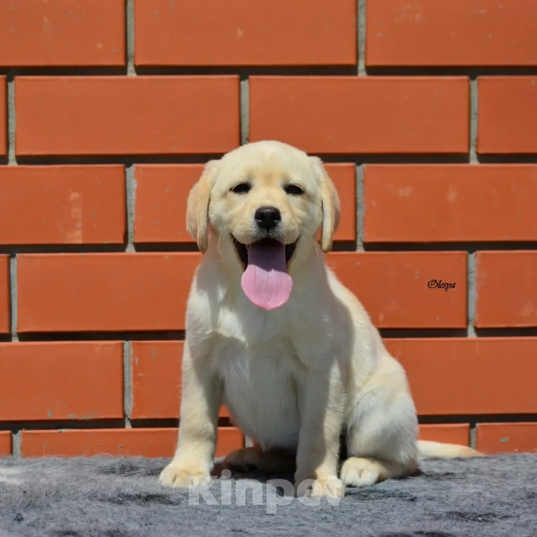 Собаки в Туле: Щенок Лабрадора Девочка, Бесплатно - фото 1