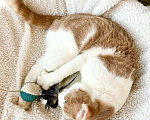 Кошки в Москве: Оскар - рыжий обнимательный котик в добрые руки Мальчик, Бесплатно - фото 7