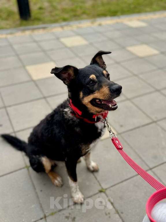 Собаки в Москве: Трёхцветное счастье ищет дом! Мальчик, Бесплатно - фото 2