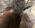 Кошки в Москве: Котенок девочка шотландская вислоухая Девочка, 4 000 руб. - фото 3