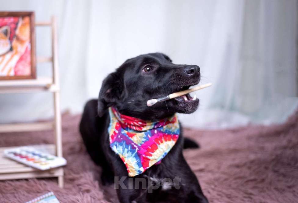 Собаки в других городах Московской области: Малыш в добрые руки  Мальчик, Бесплатно - фото 8