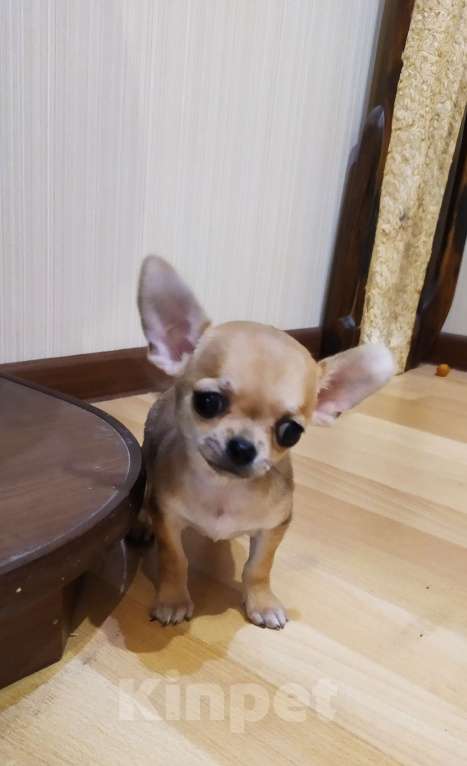 Собаки в Москве: Гномик, мини чихуахуа  Мальчик, 40 000 руб. - фото 10