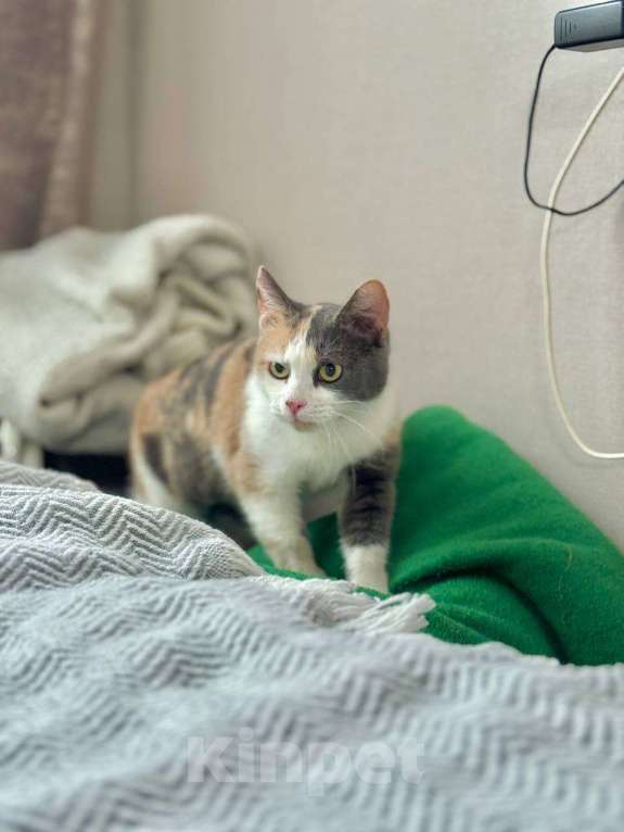 Кошки в Москве: Смешная кошечка Рикса ищет дом Девочка, Бесплатно - фото 1