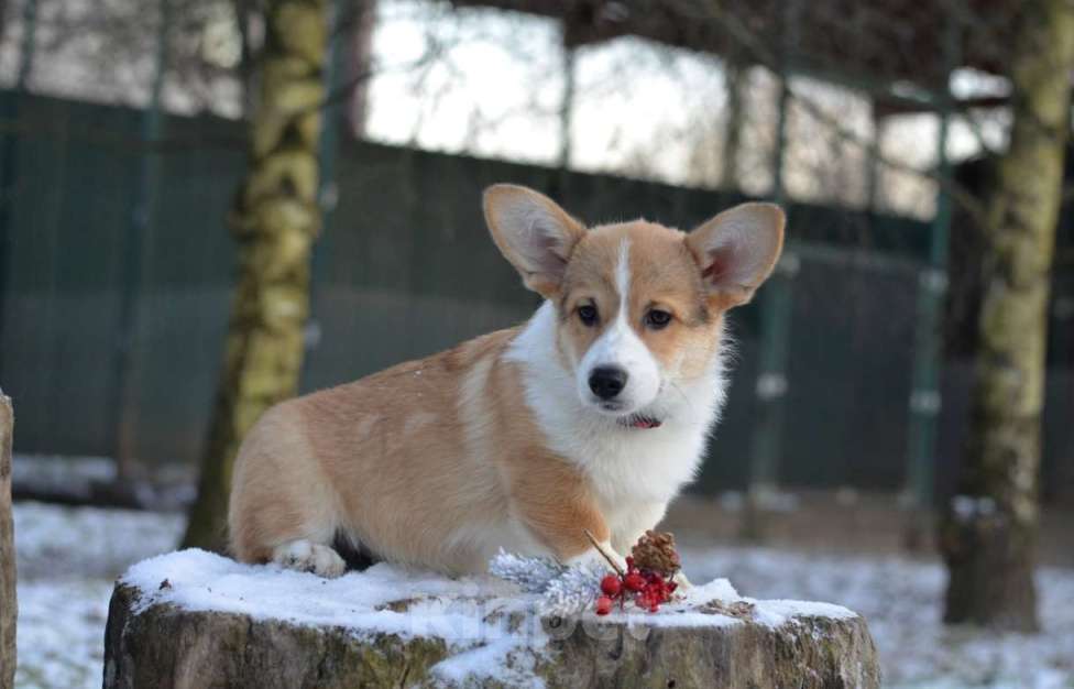 Собаки в Москве: Щенки вельш корги пемброк Девочка, 60 000 руб. - фото 1