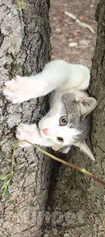 Кошки в Красногорске: Ищет самые любящие ручки Айша Девочка, Бесплатно - фото 2