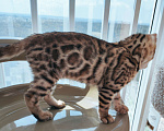 Кошки в Москве: Бенгальский котенок  Мальчик, 25 000 руб. - фото 5