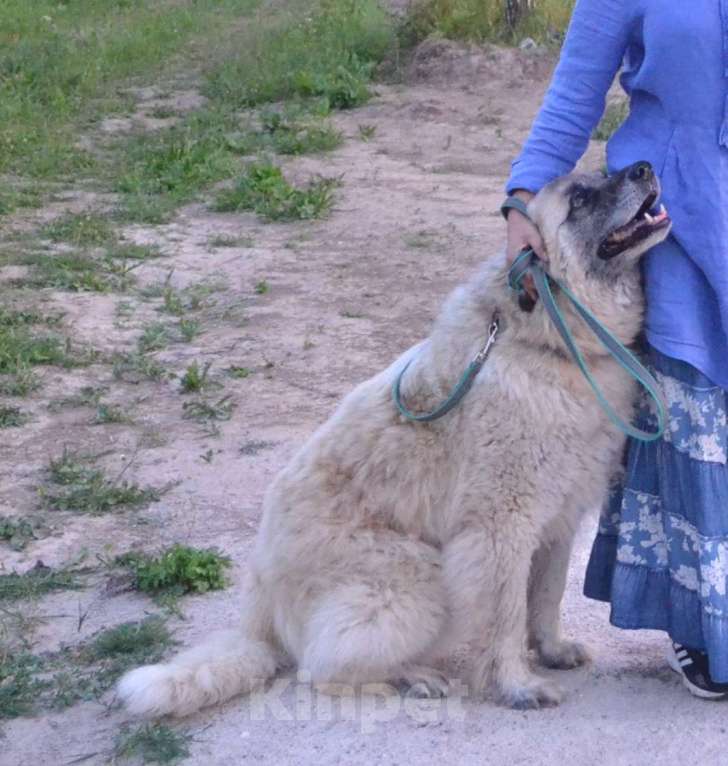 Собаки в Чехове-2: В добрые руки Мальчик, Бесплатно - фото 1