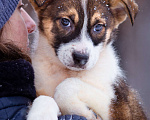 Собаки в Москве: Щенок в добрые руки Мальчик, Бесплатно - фото 8