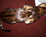 Кошки в Москве: Бенгальский кот,Вязка, 5 000 руб. - фото 2